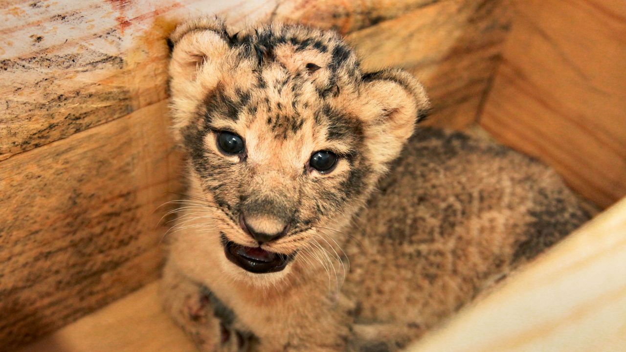 Female African lion cub weighs in at 2.1 kg at two weeks old during veterinary exam. (Courtesy: Dallas Zoo)