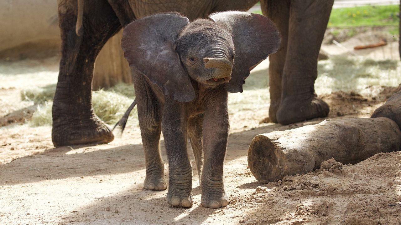 Photo of Okubili. (Dallas Zoo)