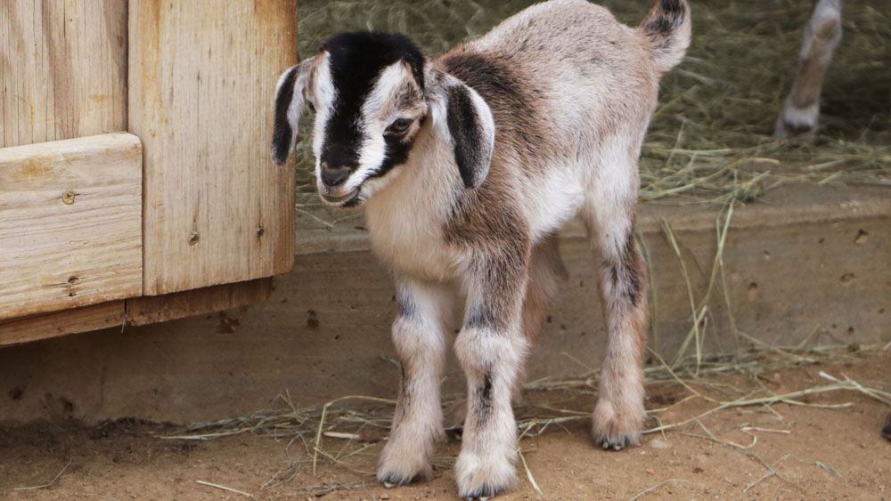 One of the goats at the Dallas Zoo. (Photo Curtesy: Dallas Zoo)