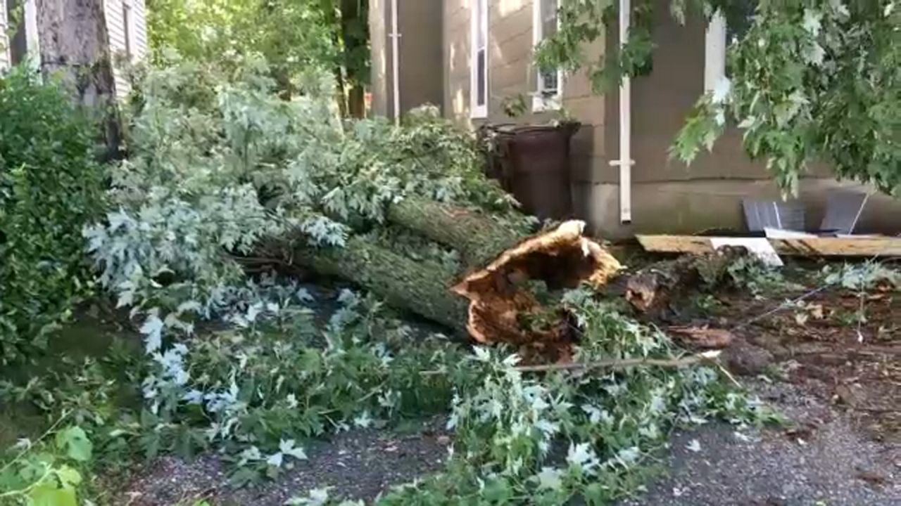 Downed tree in Orange County