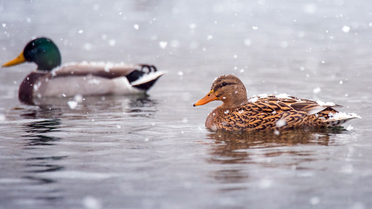 Spring Snows Come With A Slew Of Problems