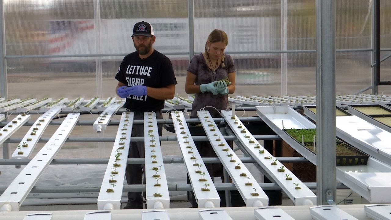 Dayton’s food bank greenhouse gets growing