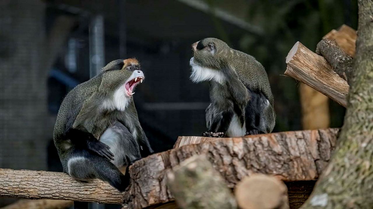 Milwaukee Zoo welcomes pair of DeBrazza's monkeys