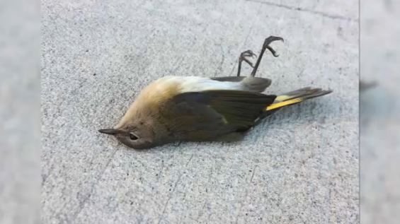 Birds Dying Daily in Collisions with City Buildings