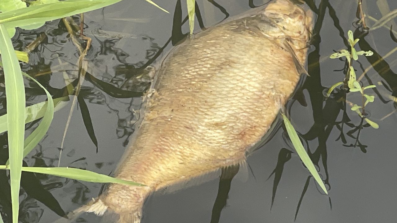 Dead fish washing up in St. Johns River