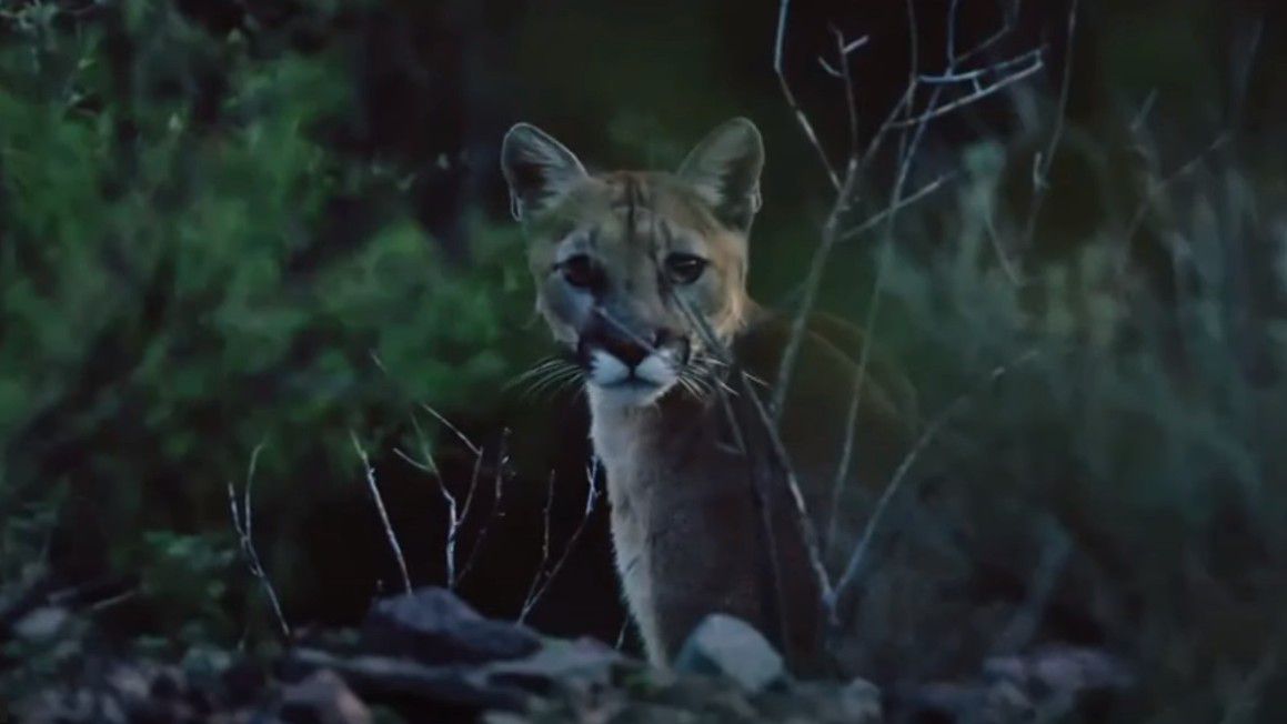 McConaughey-narrated Texas wildlife film debuts Friday