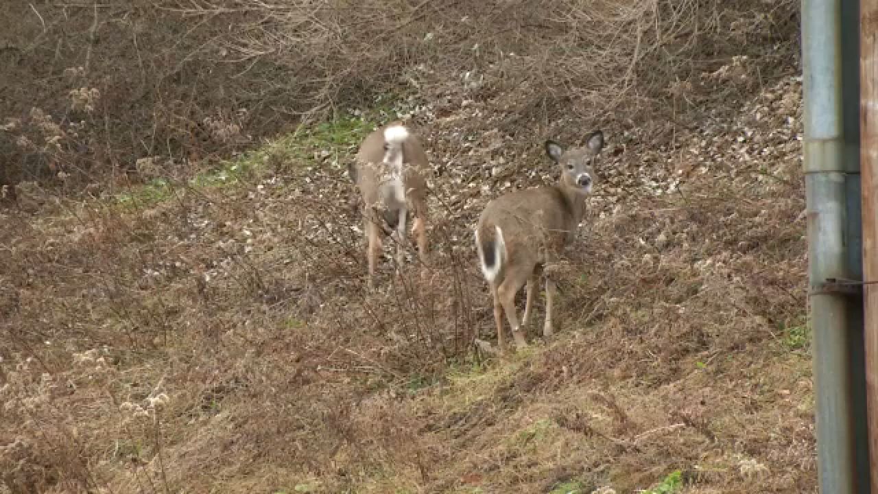 Two deer