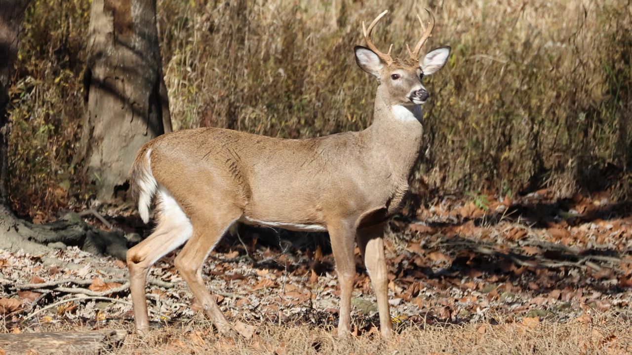 Ohio hunters have so far checked a total of 96,136 deer this year. (Photo courtesy of the Ohio Department of Natural Resources)