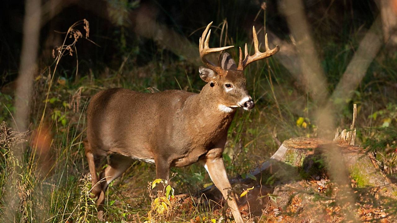 Ohio peak deercrash season