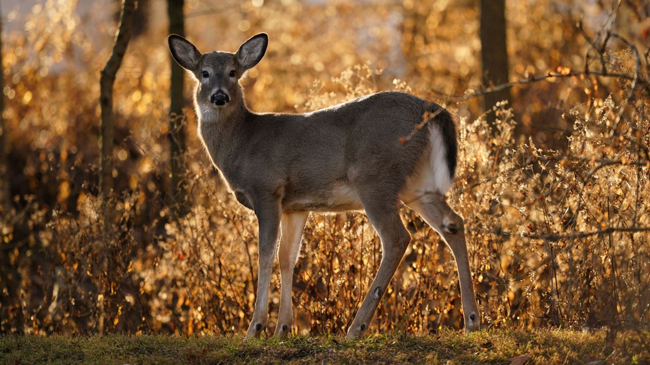 Hunters: Look for signs of illness in deer - White-Tailed Deer