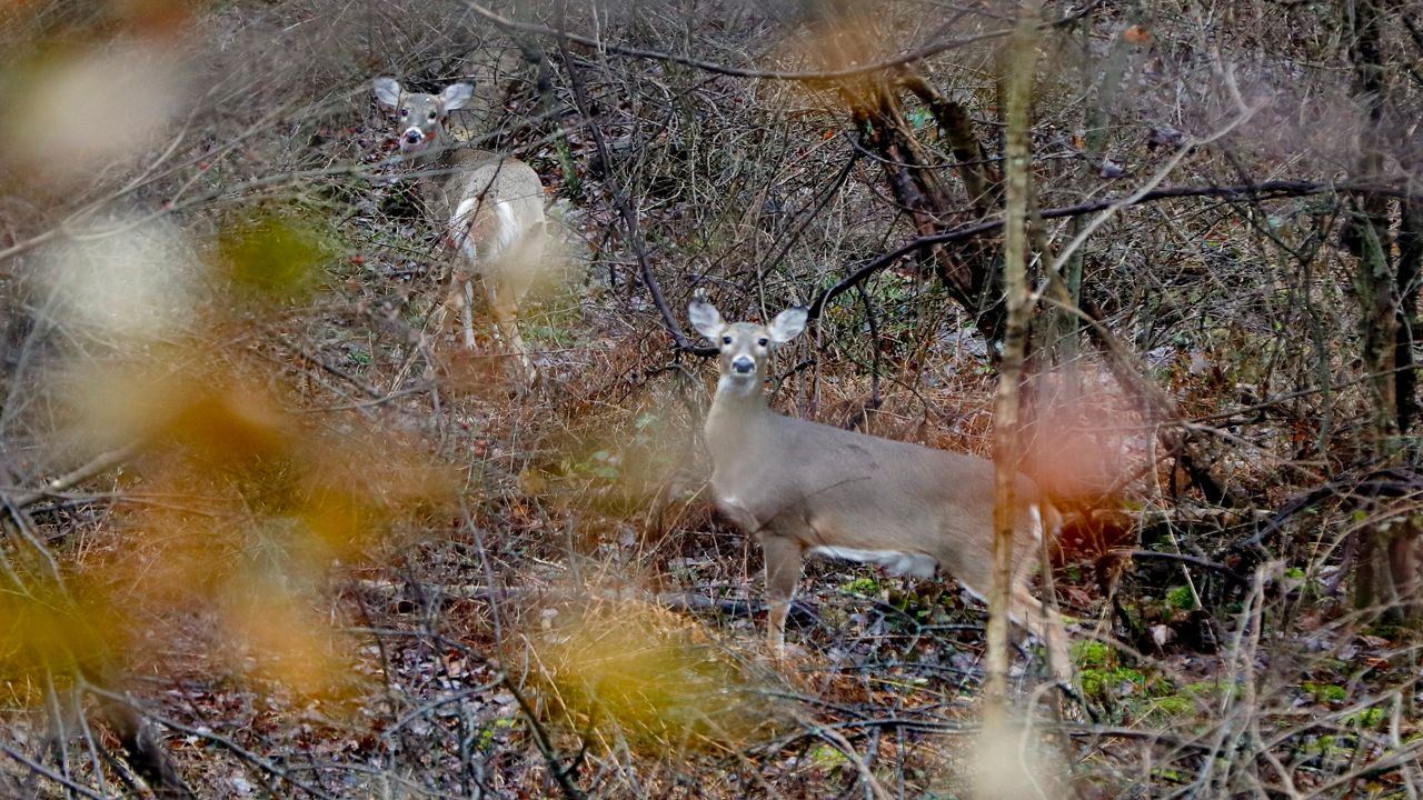 Kentucky Hunters for the Hungry accepts deer donations. (AP Photo/Keith Srakocic)