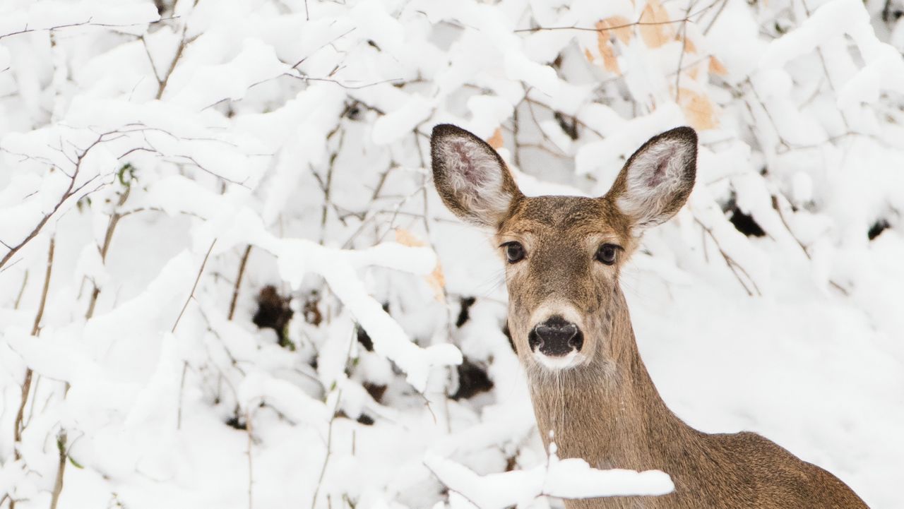 Cold and snowy conditions to greet Wisconsin deer hunters