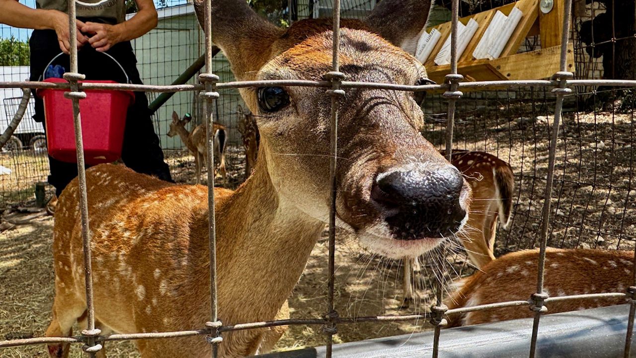 Texas woman heals injured fawn after Fourth of July floods in Central Texas