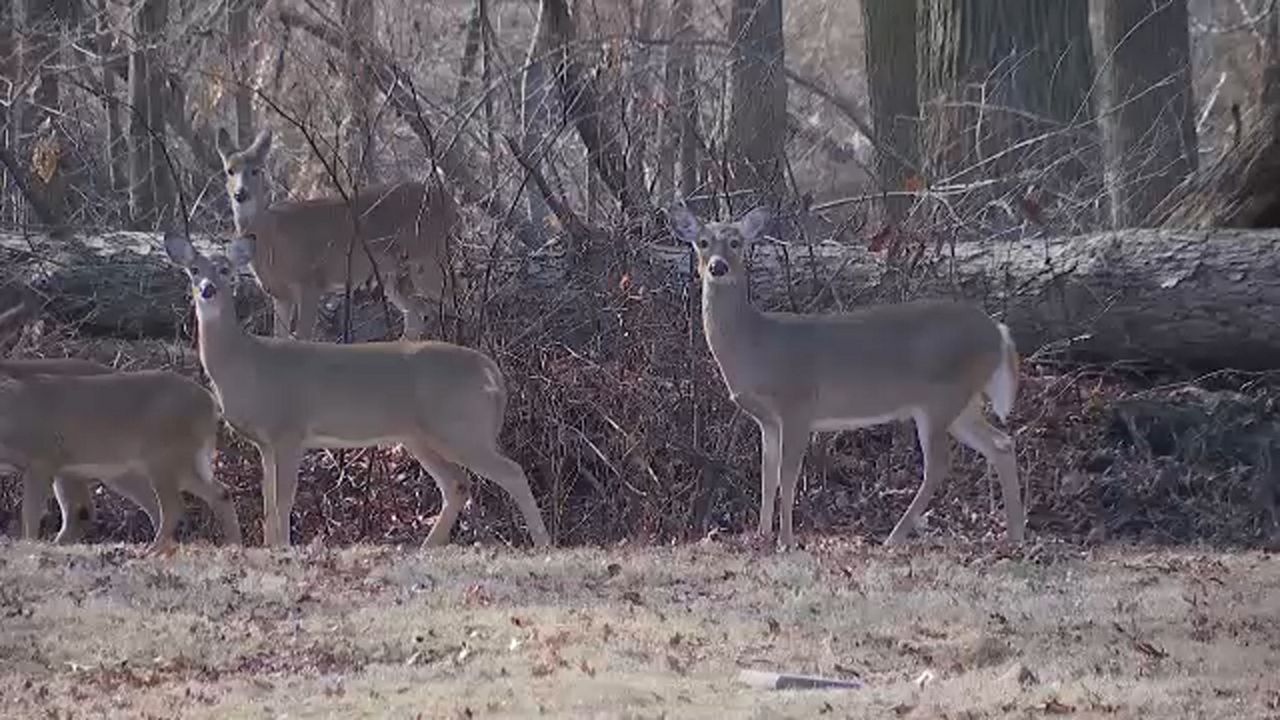 Deer population drops Staten Island