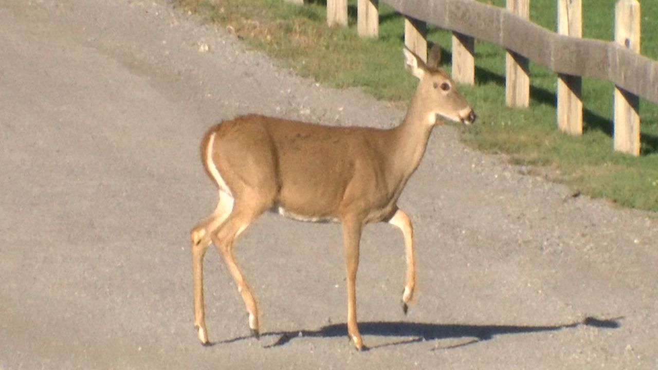 Bill would help prevent collisions with wildlife - Vimarsana News