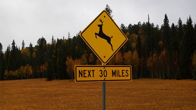 deer crossing sign