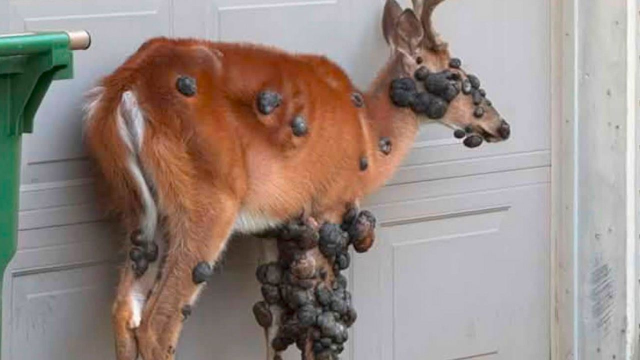 Henderson deer’s extreme ‘warts’ are a non-fatal virus, not a mystery plague