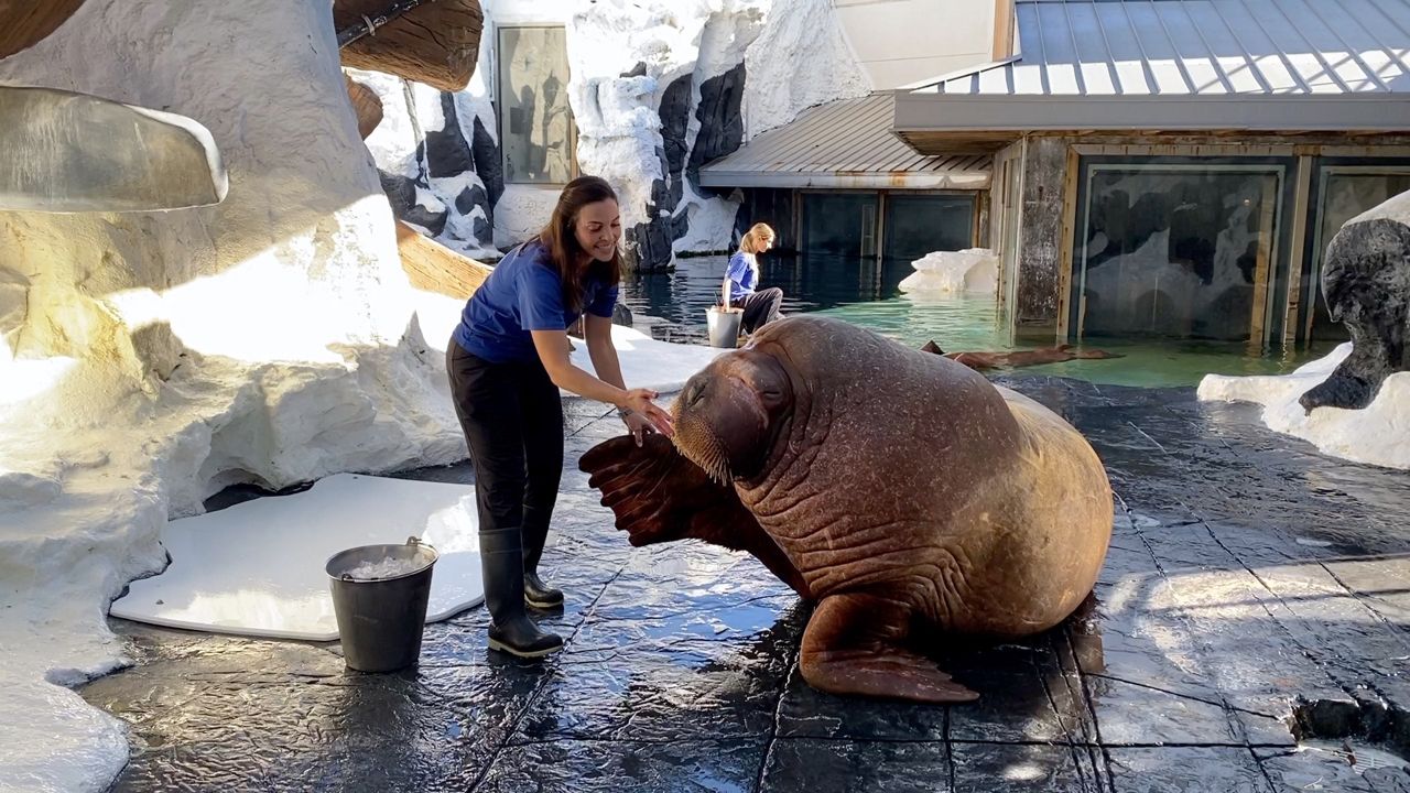 Walrus Awareness Week shines spotlight on conservation