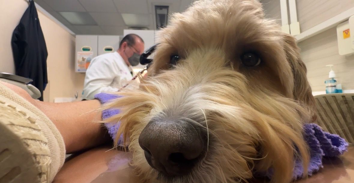 Ohio dental office offers therapy dogs during appointments