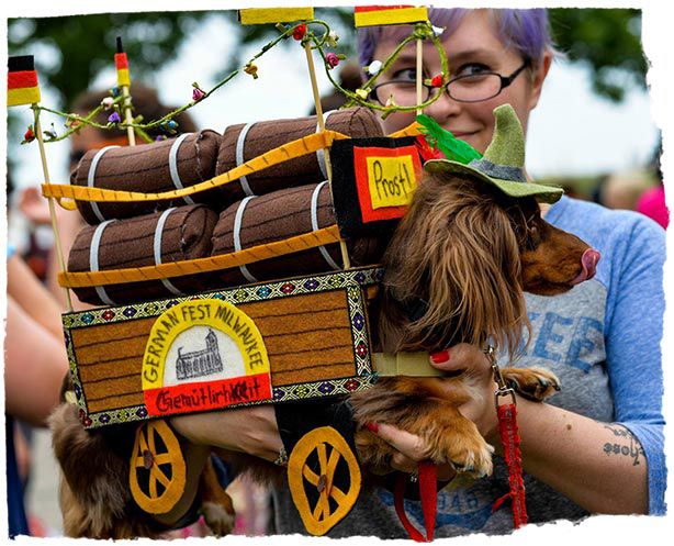 dog in car costume