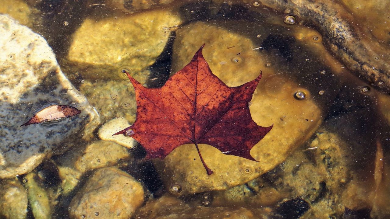 Texas in the Fall by Diann Bayes