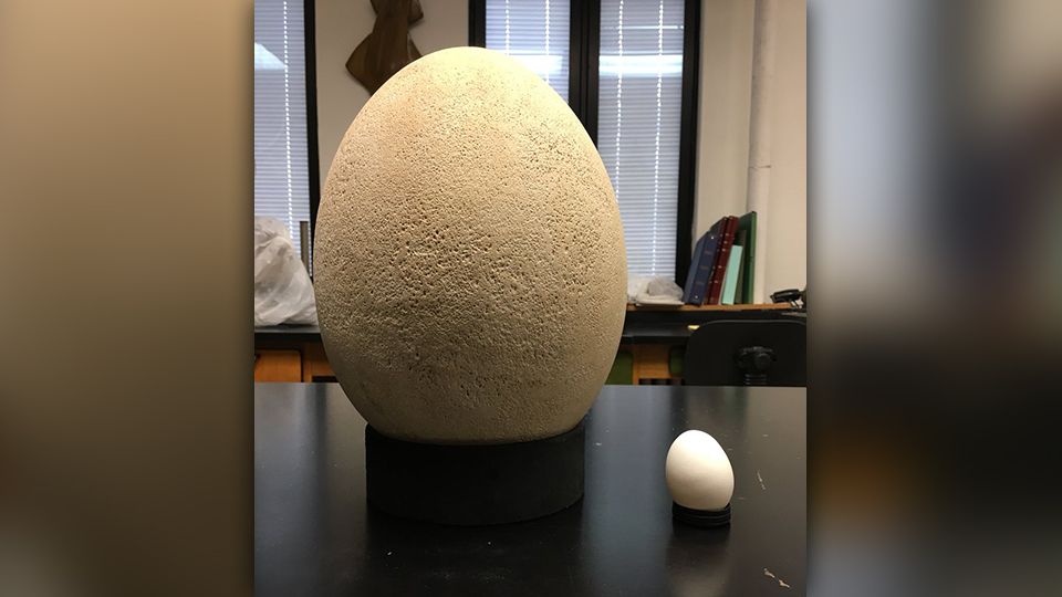 Newly rediscovered Elephant Bird egg hatches excitement at Science Museum