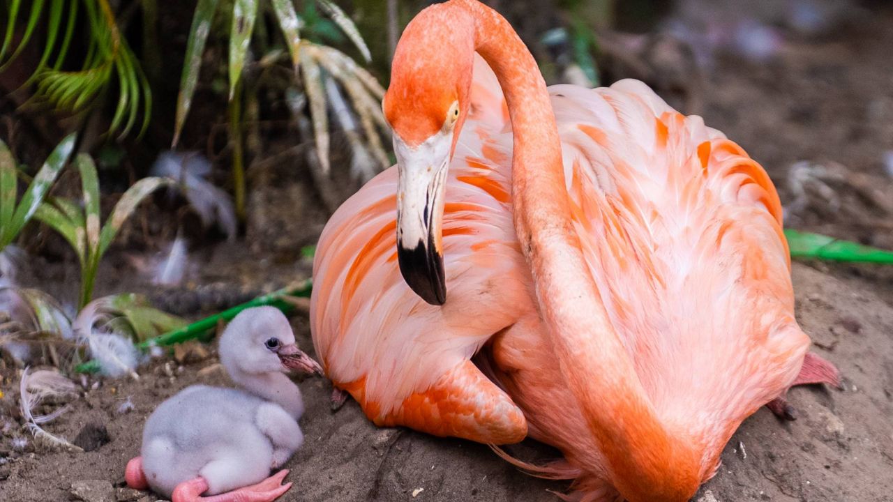 The baby Caribbean flamingo sitting close to one of its parents in their habitat at Discovery Cove. The chick hatched on June 7. (Photo: Discovery Cove)