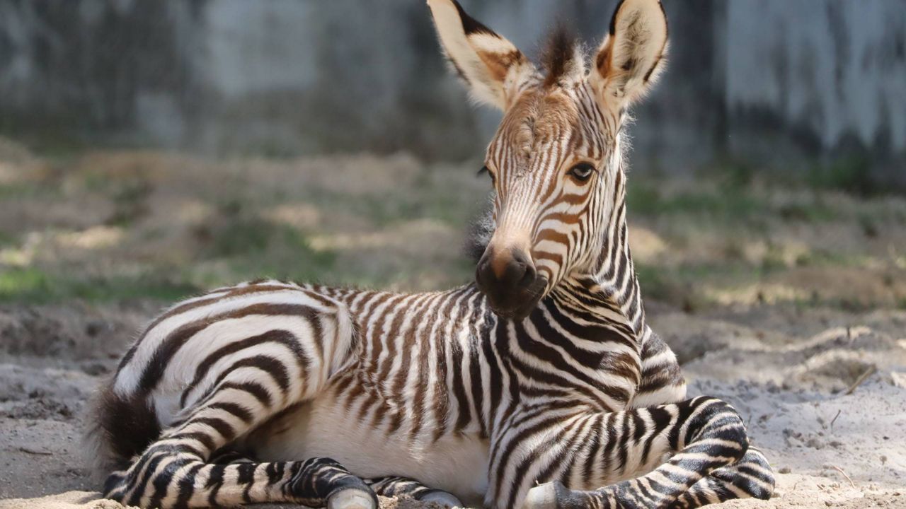 Cada, one of four Hartmann’s mountain zebras that were born this summer at Disney World's Animal Kingdom, relaxes in her habitat. (Photo: Disney)