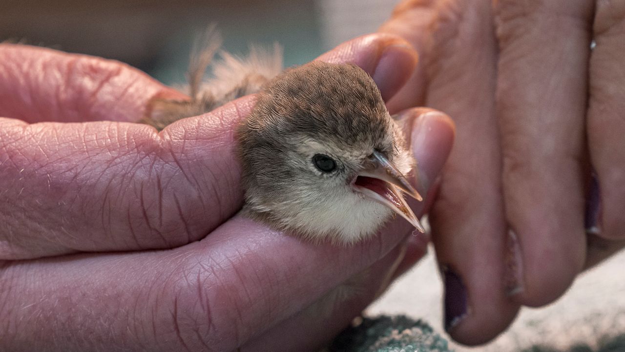 A six-month-old akikiki (Hawaiian honeycreeper) chick is transported from Kauai to the Maui Bird Conservation Center. Biologists hope to reunite it with its parents and sibling before they depart Kauai on Friday. (San Diego Zoo Wildlife Alliance)