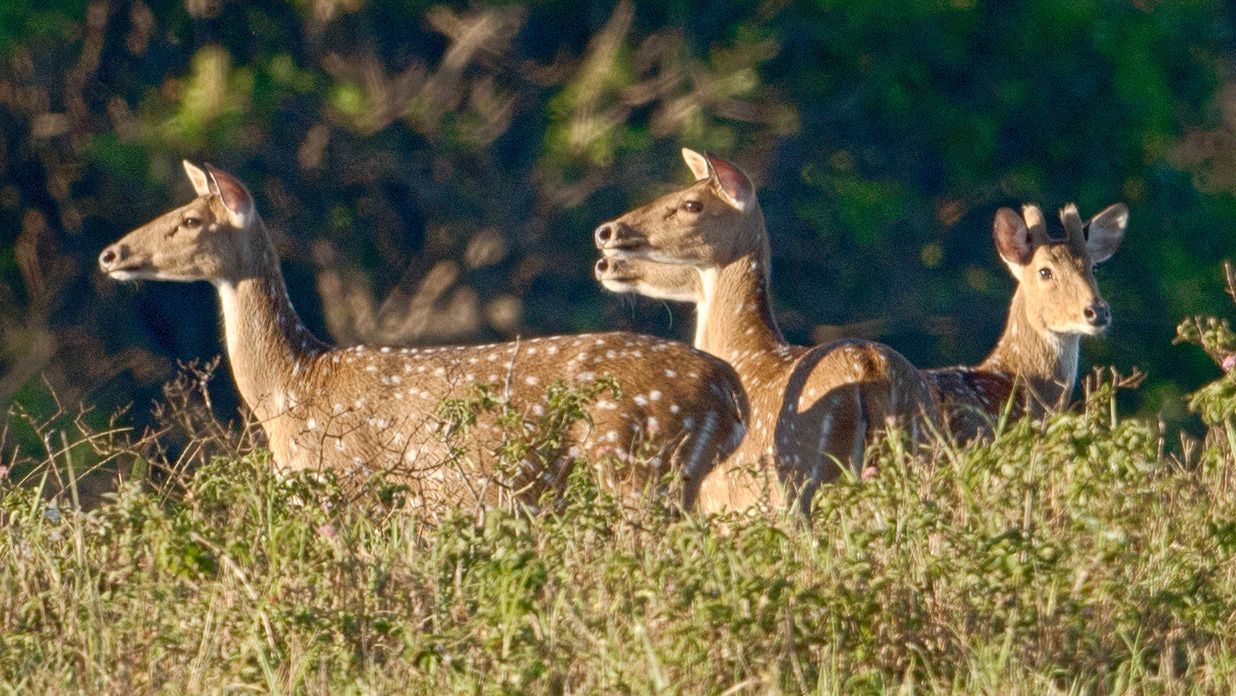 Deer. (AP Photo)