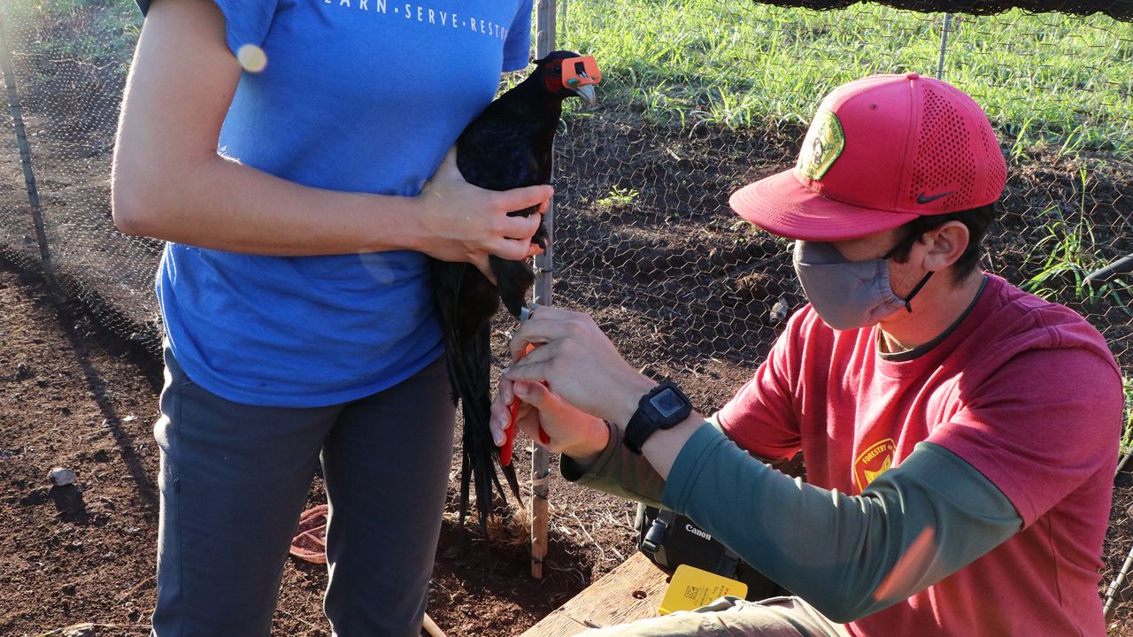 A volunteer and DOFAW staff member banding one of many pheasants for release. (DLNR)