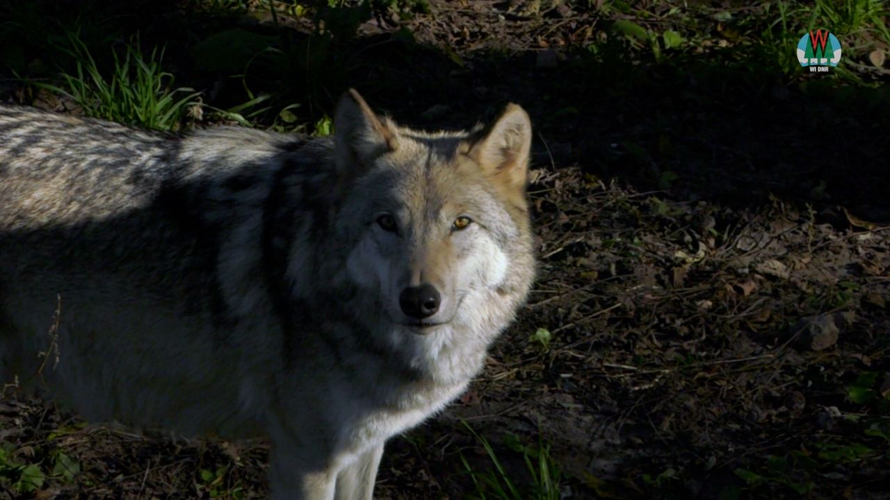 Wisconsin DNR To Manage State's Wolf Population