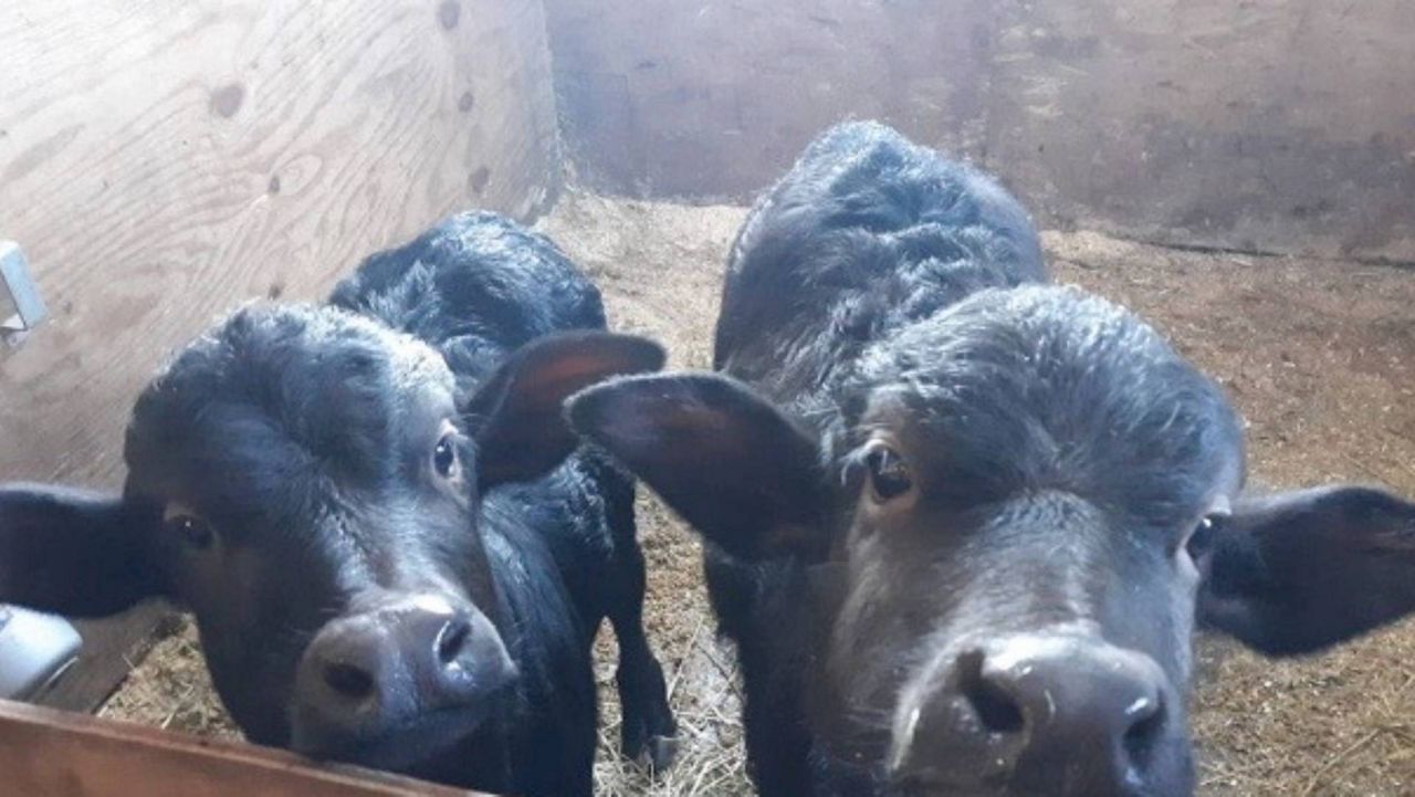 Maine Water-Buffalo Milk Makes Amazing Gelato