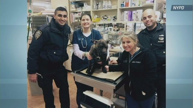 Police Arrest Bronx Man for Allegedly Beating Dog With Shovel