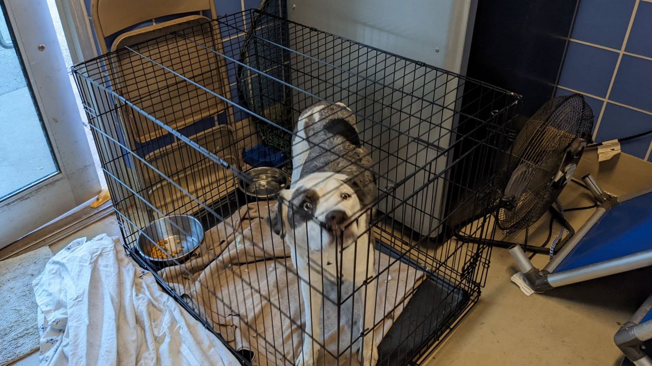 Dog in a cage at AAC. (Austin Animal Center)