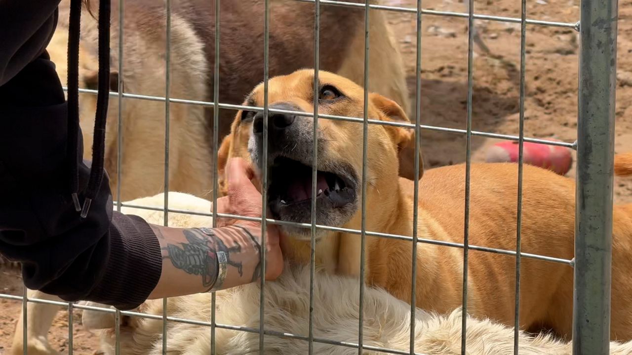 Economy impacting pet care as N.Y. sanctuaries see more surrenders, cases of animal cruelty