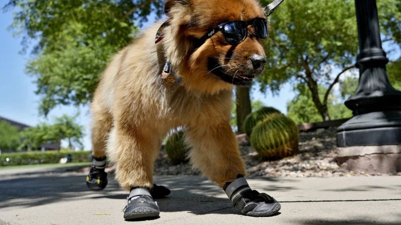 “Teddy” a 7-year-old chow mix, wears his sunglasses and paw booties on a walk at a park, Monday, July 15, 2024, in Phoenix. (AP/Matt York)