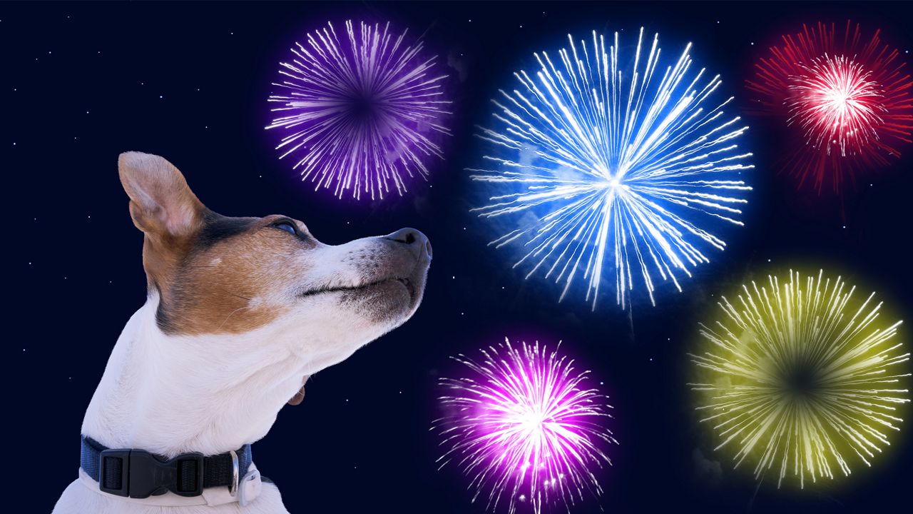 A dog looking at fireworks