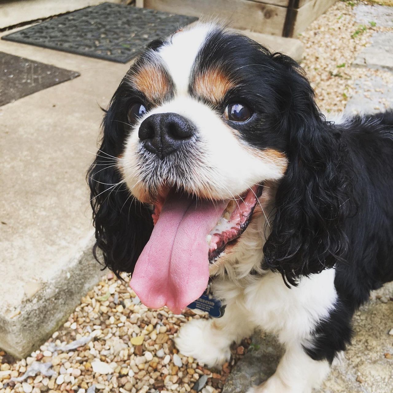 What are the dog days of summer?