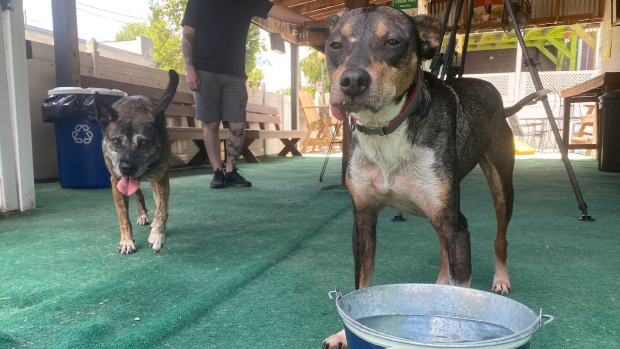 the dog bar