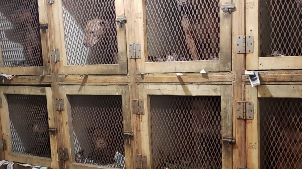 Dog Fighting Ring Busted in Washington Heights