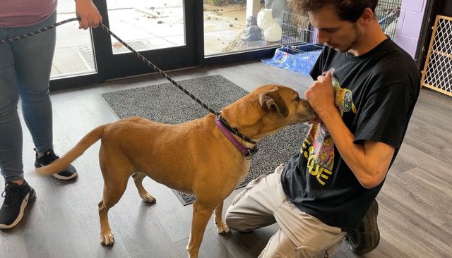 One of the dogs at the shelter gets treats after a walk around the building. (Spectrum News 1/Mason Brighton)