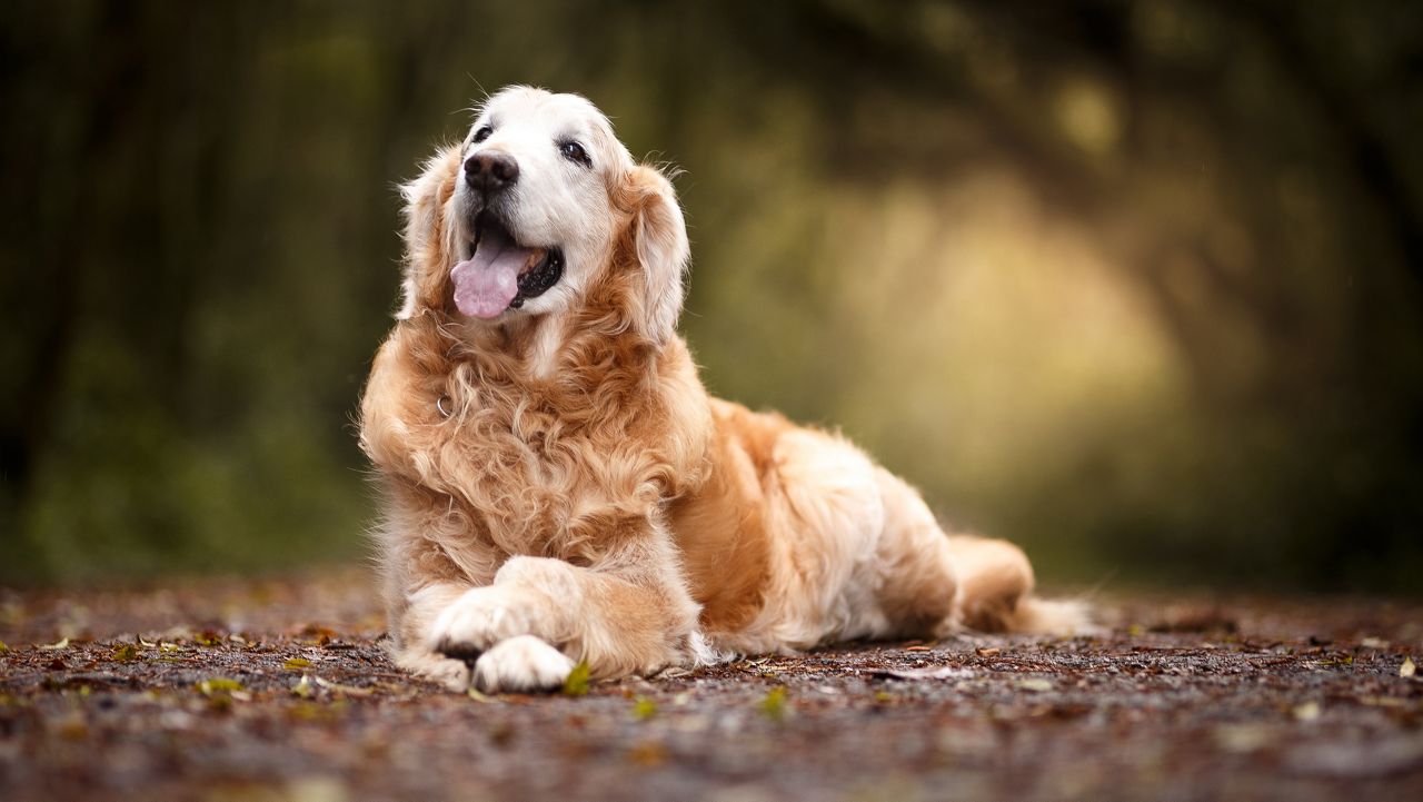 golden retriever