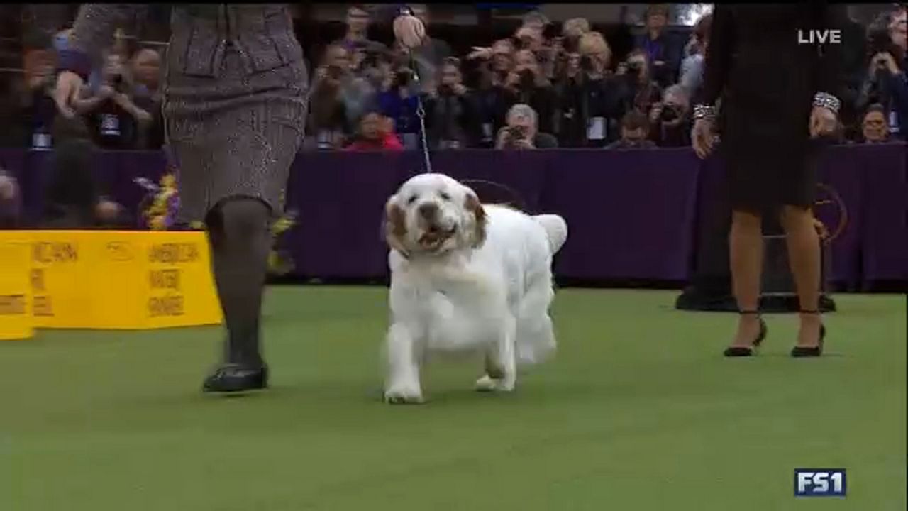 Westminster Dog Show Features Fierce Competition