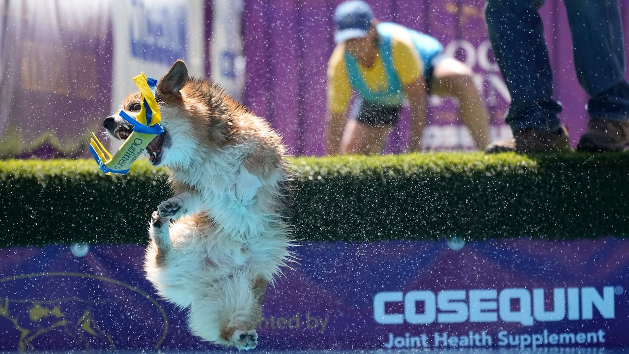 Westminster dog 2024 show corgi