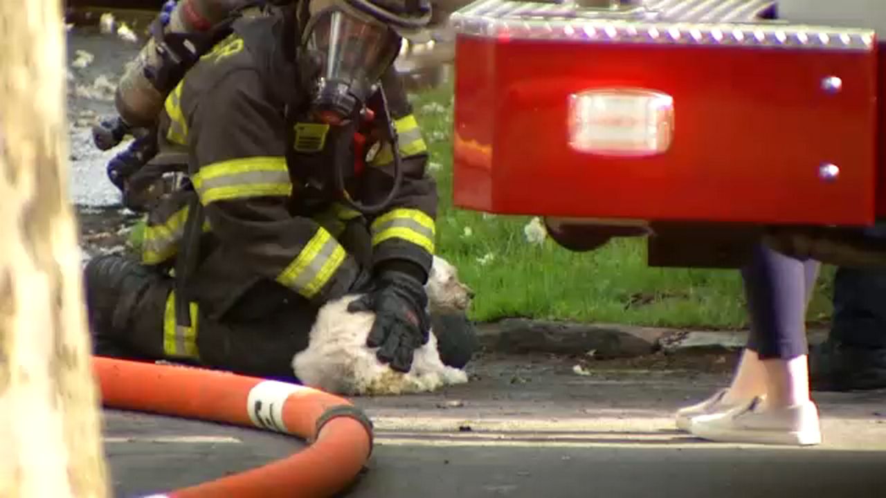8 dogs rescued from Madison Street apartment fire