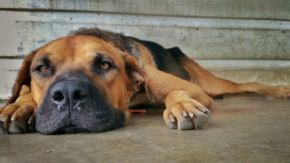 can dogs and cats have skin cancer