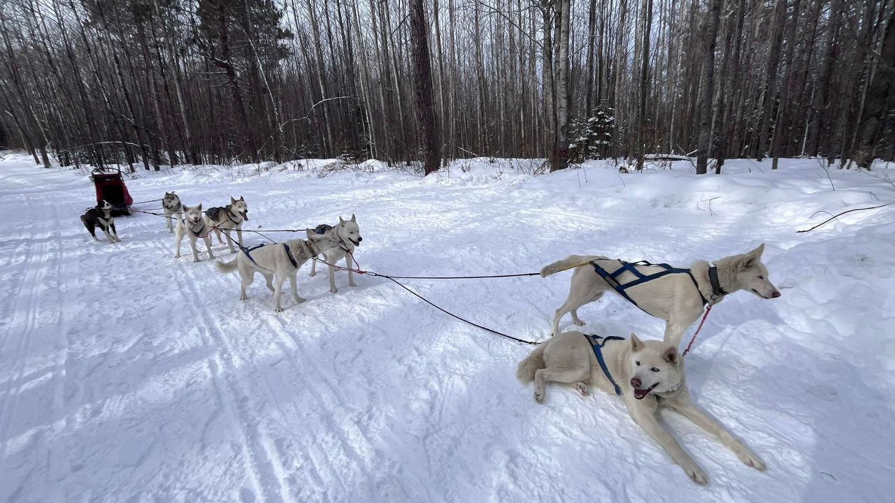 dog sled