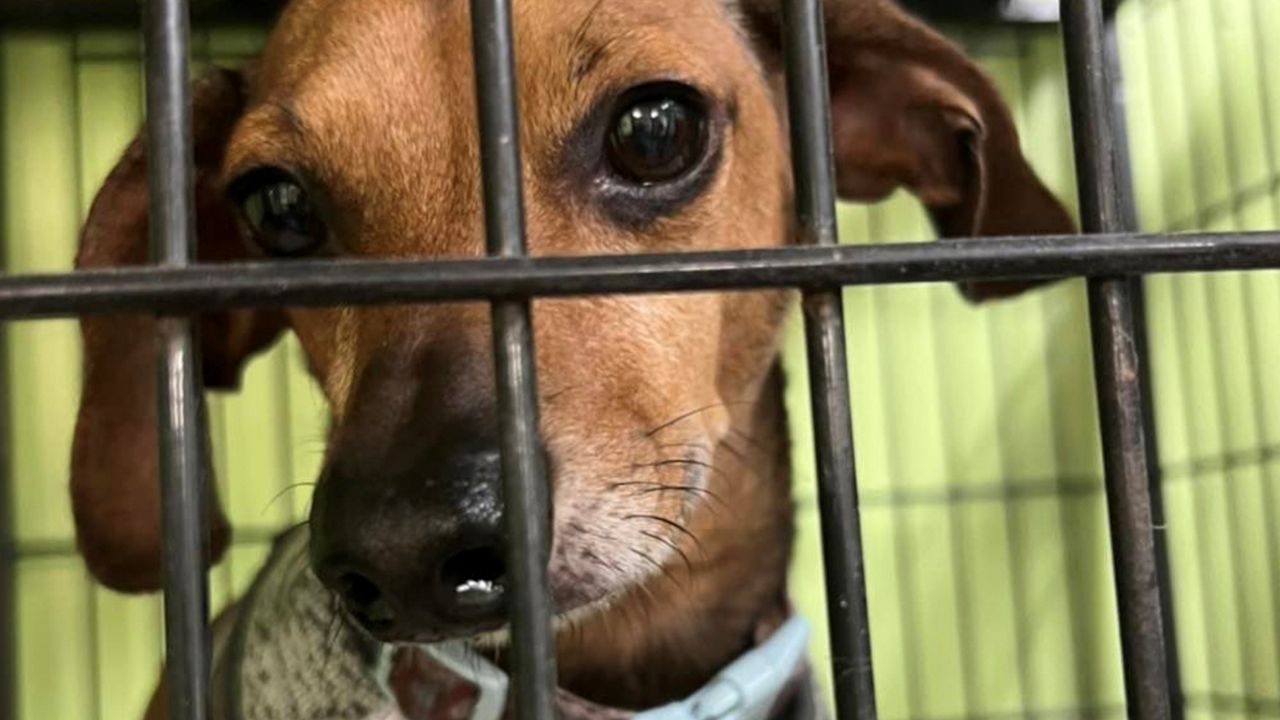 The kennels at Pasco County Animal Services are full with dogs and cats that need homes, according to officials with the county. (File)