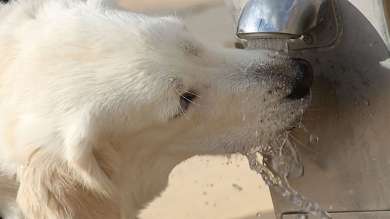 A pup takes a cool drink on a hot summer day
